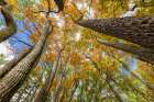 Fall color sassafras trees, Stephen A. Forbes State Park, Marion County, Illinois. Art Print